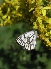 Ligularia heterophylla
