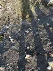 Phragmites vallatoria