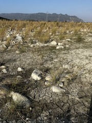 Phragmites vallatoria