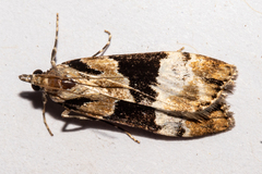 Eudonia aspidota
