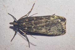Eudonia cataxesta