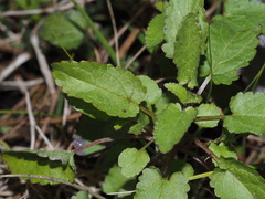 Stachys floridana