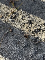 Lepus sinensis formosus