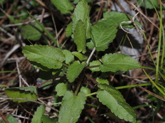 Stachys floridana