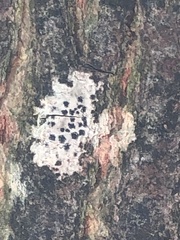 Arthonia radiata