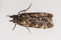Eudonia philerga