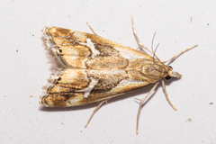 Glaucocharis interrupta