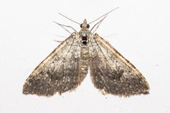 Helastia corcularia