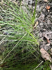 Festuca occidentalis