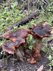 Omphalotus olivascens