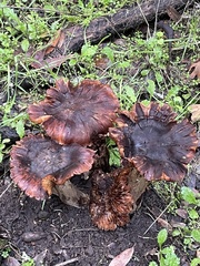 Omphalotus olivascens