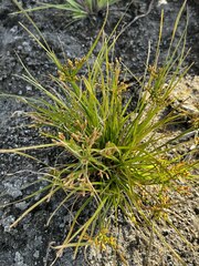 Fimbristylis bisumbellata