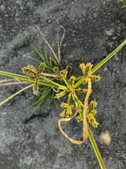 Cyperus imbricatus