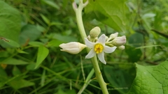 Solanum stramoniifolium