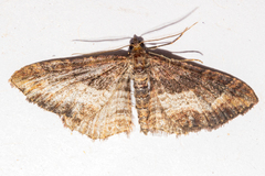 Horisme suppressaria