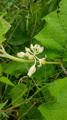 Solanum stramoniifolium