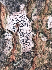 Arthonia radiata
