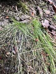 Festuca occidentalis