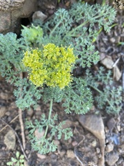 Lomatium dasycarpum