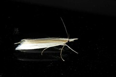 Orocrambus angustipennis
