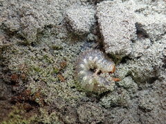 Pericoptus truncatus