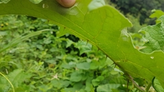 Solanum stramoniifolium