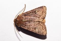 Ichneutica agorastis