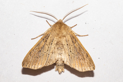 Ichneutica cornuta