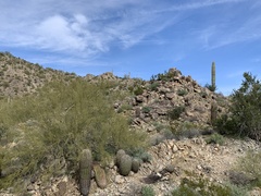 Parkinsonia microphylla