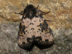 Xanthopastis timais