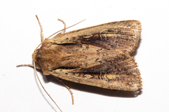 Ichneutica atristriga