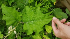 Solanum stramoniifolium