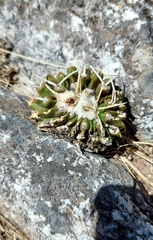 Parodia erinaceus