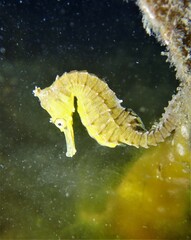 Hippocampus whitei