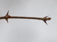 Zanthoxylum americanum