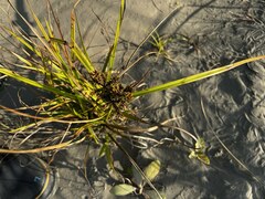 Cyperus imbricatus