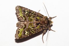 Ichneutica chlorodonta