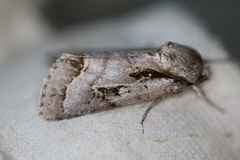 Acronicta quadrata