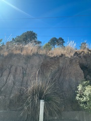 Muhlenbergia macroura