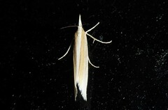 Orocrambus angustipennis