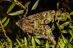 Ichneutica chlorodonta