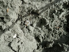 Pericoptus truncatus