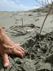 Pericoptus truncatus