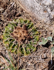 Parodia erinaceus