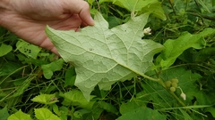 Solanum stramoniifolium
