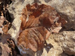 Cristulariella