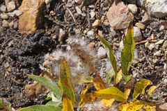 Salix petrophila