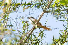 Synallaxis stictothorax