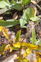 Salix petrophila
