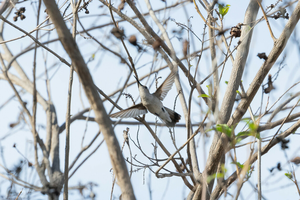 Tumbes Hummingbird